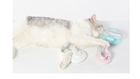 Self-Cleaning Steel Wire Brush for Pets (Dog Grooming Tool)
