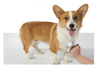 Self-Cleaning Steel Wire Brush for Pets (Dog Grooming Tool)