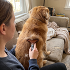 Pet Dog Deshedding Dematting Brush (One Piece)