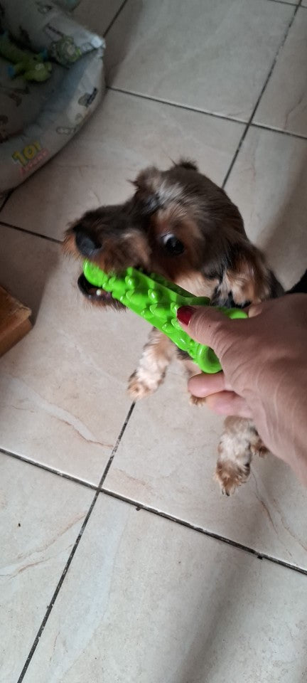 Natural rubber dog toothbrush and molar stick